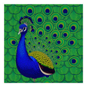 Blauwe kleurrijke pauw perfect poster