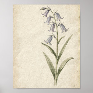 Blauwe Klokjes Botanische Muurkunst Poster
