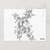Blauwe klokjesbloem briefkaart (Achterkant)