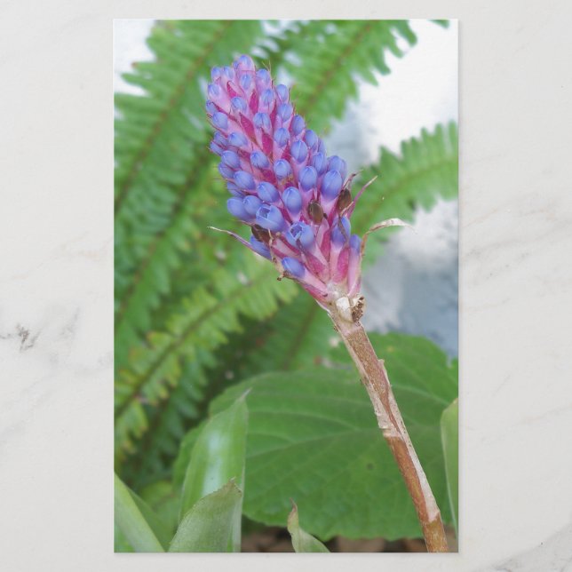 Blauwe kone Bromeliad (Voorkant)