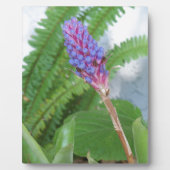 Blauwe kone Bromeliad Fotoplaat (Voorkant)