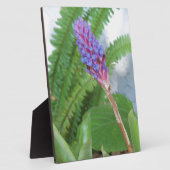 Blauwe kone Bromeliad Fotoplaat (Zijkant)