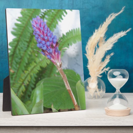 Blauwe kone Bromeliad Fotoplaat (Zijkant)