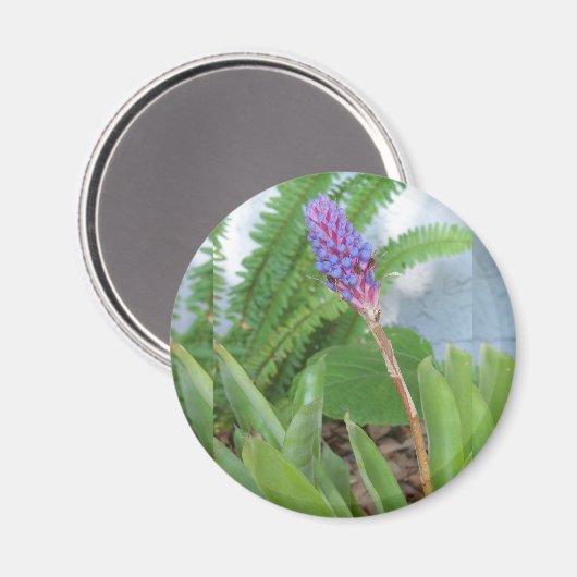 Blauwe kone Bromeliad Magneet (Voorkant / Achterkant)