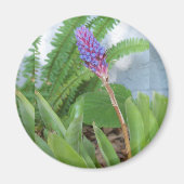 Blauwe kone Bromeliad Magneet (Voorkant)
