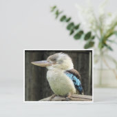 blauwe kookaburra briefkaart (Staand voorkant)
