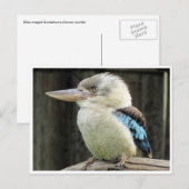 blauwe kookaburra briefkaart (Voorkant / Achterkant)
