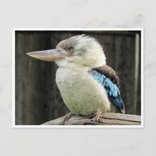 blauwe kookaburra briefkaart (Voorkant)