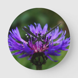 Blauwe Korenbloem Bloesem Bloemen Vrede Liefde Lot Ronde Klok