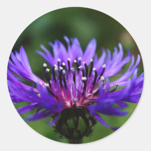 Blauwe Korenbloem Bloesem Bloemen Vrede Liefde Lot Ronde Sticker