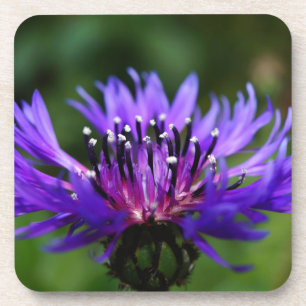 Blauwe Korenbloem Bloesem Vrede Liefde Bestemming Bier Onderzetter