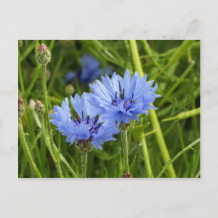 blauwe korenbloem briefkaart