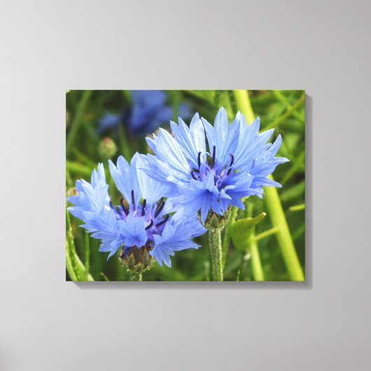 blauwe korenbloem canvas afdruk (Voorkant)