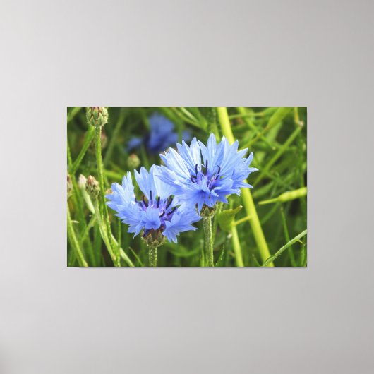 blauwe korenbloem canvas afdruk (Voorkant)