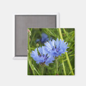 blauwe korenbloem magneet (Voorkant / Achterkant)