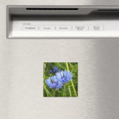 blauwe korenbloem magneet (Insitu (Vaatwasser))