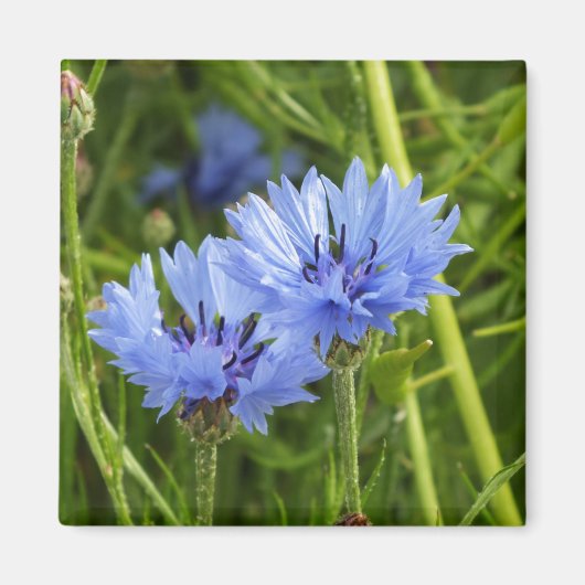 blauwe korenbloem magneet (Voorkant)