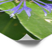 Blauwe Korenbloem Print (Hoek)