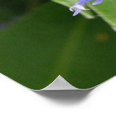 Blauwe Korenbloem Print (Hoek)