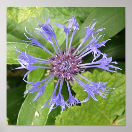 Blauwe Korenbloem Print (Voorkant)