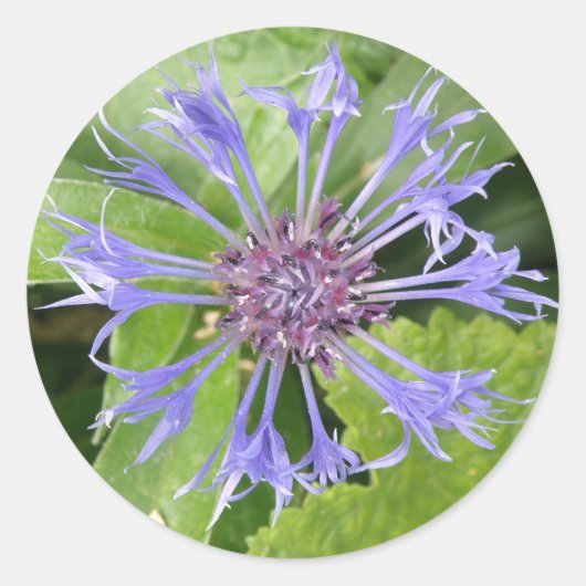 Blauwe korenbloem Sticker (Voorkant)