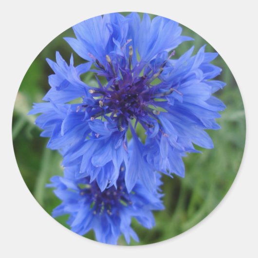 Blauwe korenbloem Sticker (Voorkant)