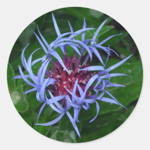 Blauwe korenbloem sticker