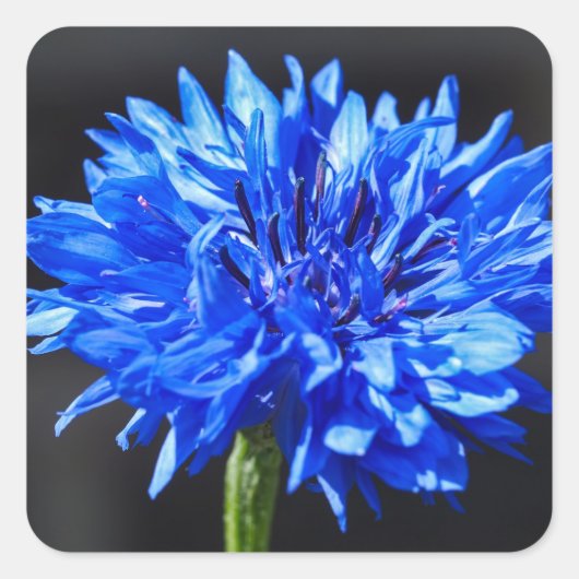 Blauwe korenbloem Stickers (Voorkant)