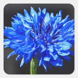 Blauwe korenbloem Stickers