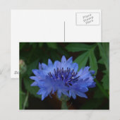 Blauwe kornbloem briefkaart (Voorkant / Achterkant)