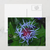 Blauwe kornbloem briefkaart (Voorkant / Achterkant)