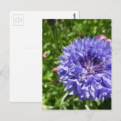 Blauwe kornbloem briefkaart (Voorkant / Achterkant)