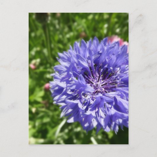 Blauwe kornbloem briefkaart (Voorkant)