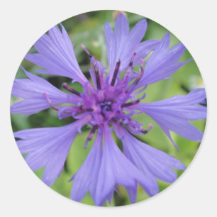  blauwe kornbloem ronde sticker