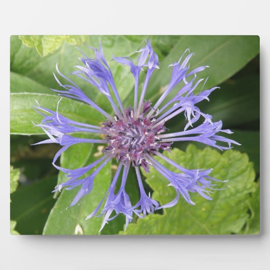 Blauwe kornbloemplak fotoplaat (Voorkant)