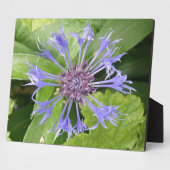 Blauwe kornbloemplak fotoplaat (Zijkant)