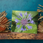 Blauwe kornbloemplak fotoplaat (Zijkant)