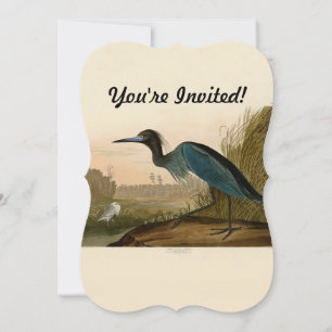 Blauwe Kraanvogel Reiger Audubon Kunst Kust Kunst Kaart