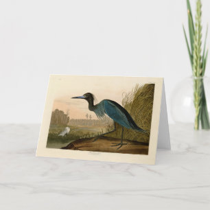 Blauwe Kraanvogel Reiger Audubon Kunst Kust Kunst Kaart