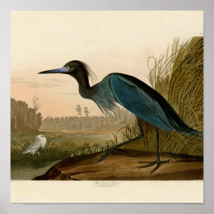 Blauwe Kraanvogel Reiger Audubon Prent Kustkunst Poster