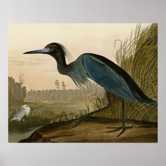 Blauwe Kraanvogel Reiger Audubon Schilderij Poster (Voorkant)