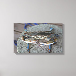 Blauwe krab Chesapeake Bay Canvas Art Afdruk