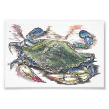 Blauwe krab foto's afdrukken