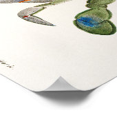 Blauwe krab Illustratie uit de Zoologie van New Yo Poster (Hoek)