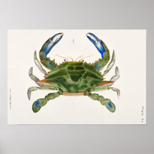 Blauwe krab Illustratie uit de Zoologie van New Yo Poster