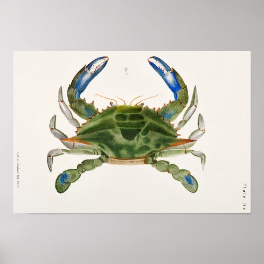 Blauwe krab Illustratie uit de Zoologie van New Yo Poster (Voorkant)