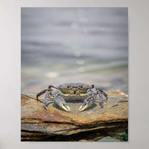 Blauwe Krab Kust Muurkunst – Zee Poster