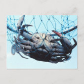 Blauwe krab vangen briefkaart (Voorkant)