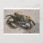 Blauwe krabben briefkaart (Voorkant)
