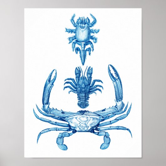 blauwe krabben Poster nr. 5 strand decor (Voorkant)